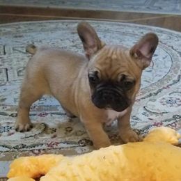 French Bulldogs from Lily's Frenchies