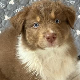 Macaroon - Red tri-color male Australian Shepherd puppy in Hilton, New York from Francoise's Australian Shepherds