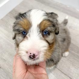 Turbo - Blue merle male Bernedoodle puppy in Ormond Beach, Florida from Florida Coast Doodles