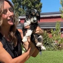 Dill - Tri-color male Bernedoodle puppy in Yuba City, California from Ranch House Doodles