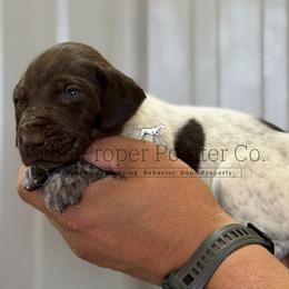 Bass - Liver roan male German Shorthaired Pointer puppy in Six Mile, South Carolina from The Proper Pointer Co.