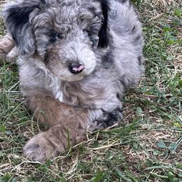 "Blue Merle" Sheepadoodle Puppies from Dogwood Hills