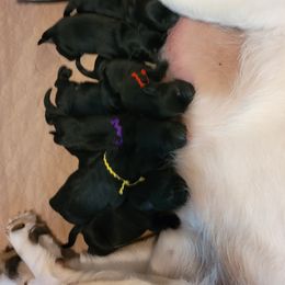 Labrador Retriever Puppies from Hearthside Labradors