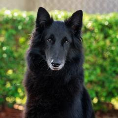 Nickie - Belgian Sheepdog