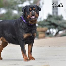 GIselle - Rottweiler