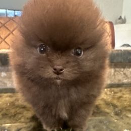 Pomeranian puppies from Baby Bear Poms