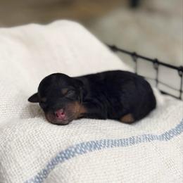 Girl 2 - Phantom female Bernedoodle puppy in Spring Hill, Florida from Ohana Doodles x Frenchies