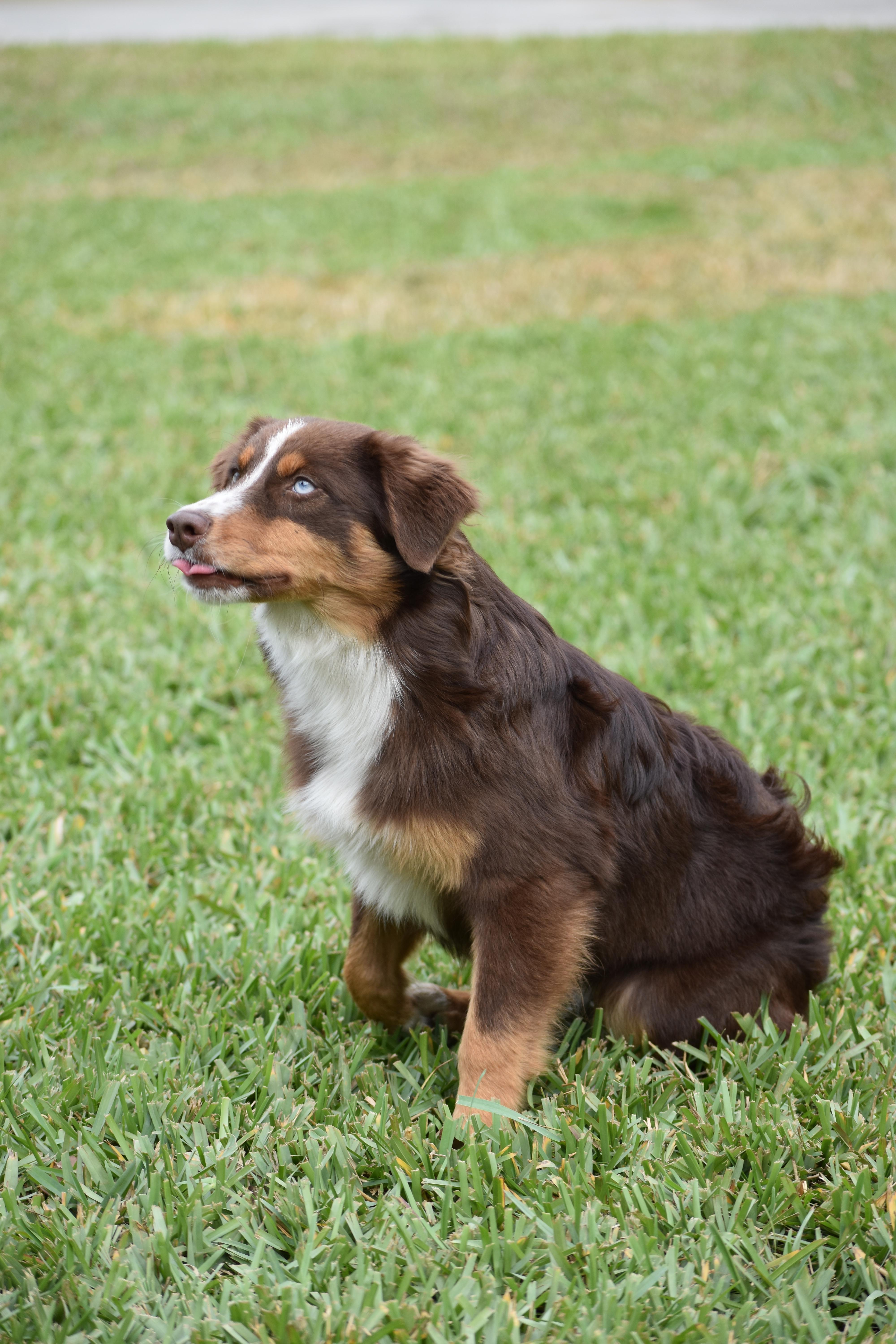 Arlingtons Aussies