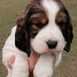 Crush - Black white and tan male English Springer Spaniel puppy in Florida from Thunderbird Springers