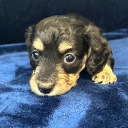 Asparagus - Black and cream male Dachshund puppy in Memphis, Tennessee from River City Doxies