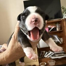 Thistle - Black tri male Miniature Australian Shepherd puppy in Hedgesville, West Virginia from Wishing Tree Minis