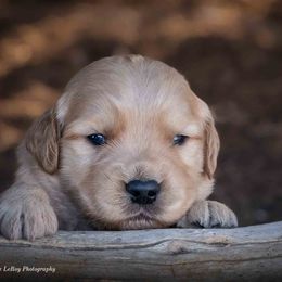 Golden Retriever Puppies from AmazingK9s