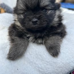Girl 2 - Black and tan Pomeranian puppy in Eureka Springs, Arkansas from Maple Hills Poms