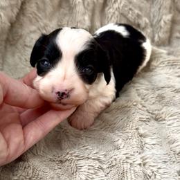 Finn - Black and white male Cavapoo puppy in Redding, California from Lipscomb Doodles