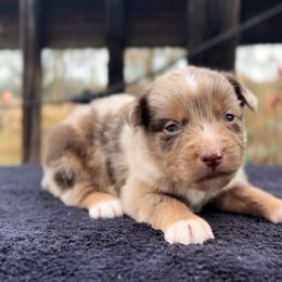 Reindeer - Red merle male Miniature Australian Shepherd puppy in Ardmore, Oklahoma from Tribal Rose Aussies