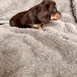 Dachshund Puppies from Silver Sage Dachshunds