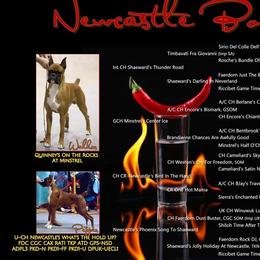 Boxer Puppies from Newcastle Boxers