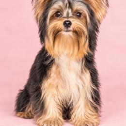 Sami - Black and gold female Yorkshire Terrier puppy in Flowood, Mississippi from Maltese Dollhouse
