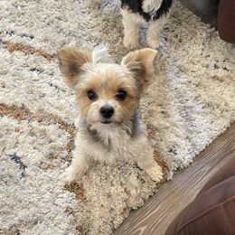 Dallas - Biewer Terrier