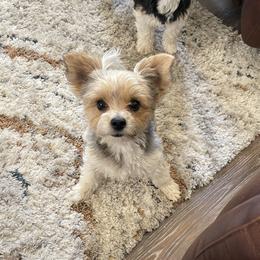 Dallas - Biewer Terrier