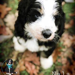 Blue Bell Bernedoodles breeder of Bernedoodle