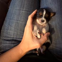 Porche (molly) - Tri-color female Cavapoo puppy in Battle Lake, Minnesota from Panda Puppies