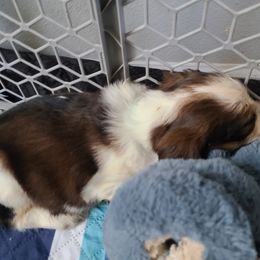 English Springer Spaniel Puppies from Savannah River Springers