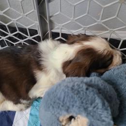 English Springer Spaniel Puppies from Savannah River Springers