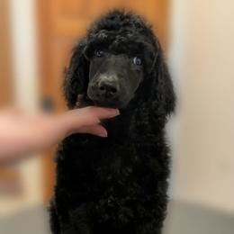 Aotrom - Black male Poodle puppy in Vail, Arizona from Semper Poodelis