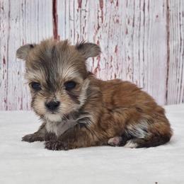 Greta MICRO TEACUP - Gold female Morkie puppy in Monticello, Iowa from Ashley’s Puppies