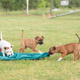 Staffordshire Bull Terrier Puppies from Vivace Staffords