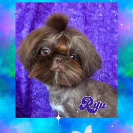 Ryu - Shih Tzu