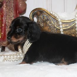 Ellie - Black and cream female Dachshund puppy in Collins, Georgia from Liberty Longhair Dachshunds