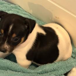 Vienna - Black white and tan female Rat Terrier puppy in Savoy, Texas from Rockin EZ Rat Terriers