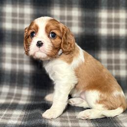 Purple Girl - Blenheim female Cavalier King Charles Spaniel puppy in Siloam Springs, Arkansas from Queen Cavaliers