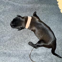Light pink - Mahogany female Belgian Malinois puppy in Saint Amant, Louisiana from Mercy Kennels