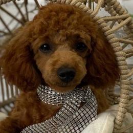 Royal Roy - Poodle