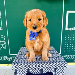 Fuji - Red  male Goldendoodle puppy in West Haven, Utah from Split Mountain Doodles