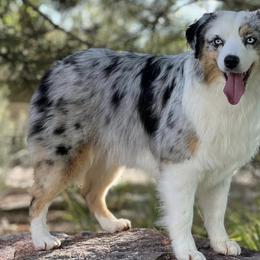 Miniature American Shepherds from Mtn Breeze