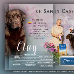 Clay - Labrador Retriever
