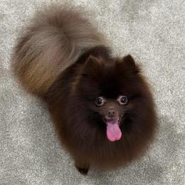 Willy - Pomeranian