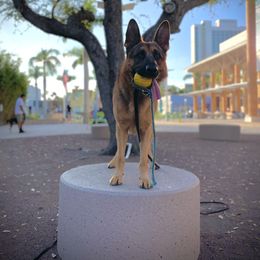 Grizzly - German Shepherd