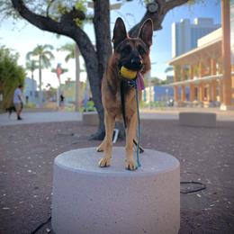Grizzly - German Shepherd