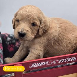 Martha - Apricot female Goldendoodle puppy in Neillsville, Wisconsin from Granton Creek