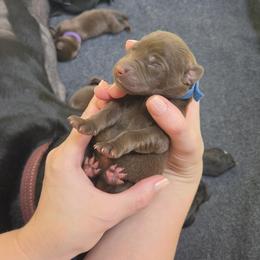 Dark Blue Collar - Chocolate male Labrador Retriever puppy in Shrewsbury, Massachusetts from Inna's Labrador Retrievers