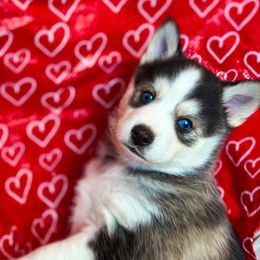 Pomsky Puppies from You Me & Our Pomskys