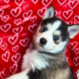 Pomsky Puppies from You Me & Our Pomskys
