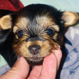Yorkshire Terriers from Suzanne n Cindy B's Yorkshire Terriers