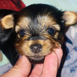 Yorkshire Terriers from Suzanne n Cindy B's Yorkshire Terriers