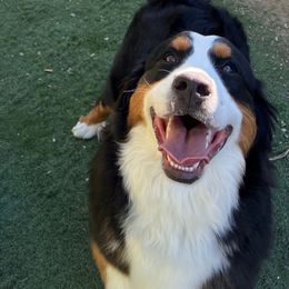 Dakota - Bernese Mountain Dog